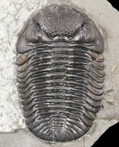 Prone Eldredgeops (Phacops) Trilobite - New York #55000